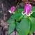 Clematis viorna