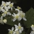 White four petaled flowers