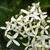 clusters of white flowers.