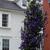 Clematis x jackmanii