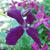 Clematis x jackmanii