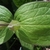 Leaf Margin - April 15 -Wake Co., NC