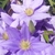 'Cezanne' Flowers Closeup - May 11 - Wake Co., NC