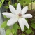 Large white flower.