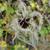 Clematis recta
