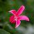 Flower and leaves