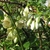 White flowers on a dense vine.