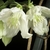 Close-up of two white flowers.