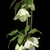 White flowers on a vining stem.