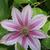 flower, Johnston County, NC