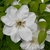 Large broad white petals  dense cluster of yellow stamens