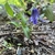 Low, sprawling herbaceous plant with pendulous blue flower