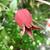 Flower and leaves