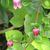 leaves and flowers