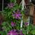 Clematis x Jackmanii - half of plant in  bloom