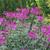 Cleome
