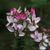 Cleome
