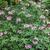 Cleome