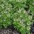Cleome 'INCLESPIMP' Senorita Blanca Improved