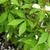 Cleome 'INCLESPIMP' Senorita Blanca Improved leaves