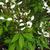 Cleome 'INCLESPIMP' Senorita Blanca Improved flowers