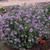 Cleome Senorita Rosalita Form