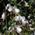 White flower of C. cordobensis