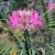 Pink flower