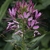 Closeup of pink flower with long stamens