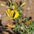 Yellow flowers of C. suffruticosa