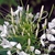 White flowers