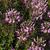 Cleome Senorita Rosalita
