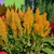 Celosia with yellow bloom