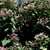 tubular white flowers with pink caylces