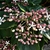 Flowers - Aug. 12, Wake Co., NC