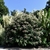 multistemmed, shrub with tubular white flowers