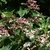fragrant white, tubular flowers with pink calyces