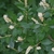 Leafy shoots bearing spikes of showy white flowers.