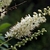 Spike of white flowers with exserted, red anthers