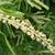Clethra barbinervis