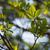 Clethra barbinervis