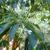 Clethra barbinervis