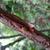 Bark