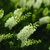 White flower clusters