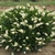 Form of the shrub with white clusters of flowers