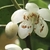 White flower with prominent stamens