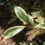 Flower bud on cultivar with variegated leaves