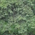Form of a large shrub