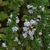 Shrub with multiple pink flowers