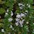 Clinopodium georgianum